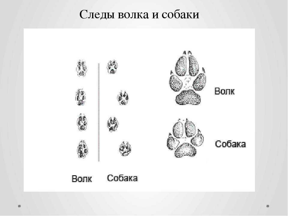 Как можно отличить волка от собаки: в чем их сходства и в чем различия, отличие повадок, отпечатка следа,другие внешние признаки