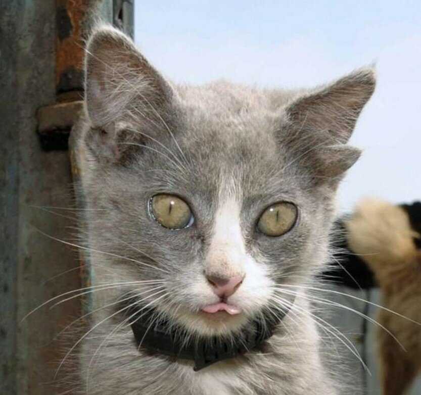 Кошки, у которых четыре уха
