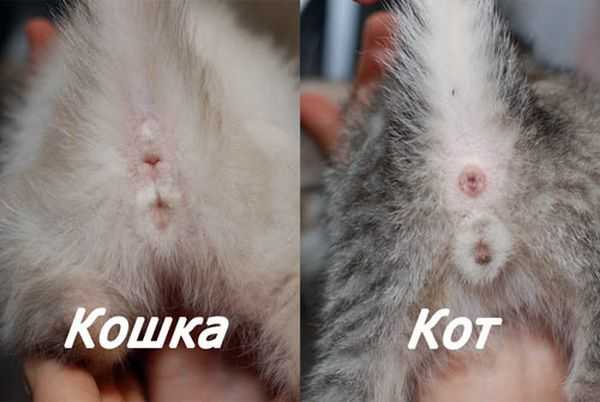 Как определить пол котенка: лучшие способы, как понять пол новорожденного котенка