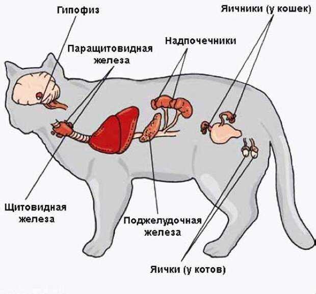 У кота глаза бегают и его шатает. письмо. «все время как пьяная кошка ходила»