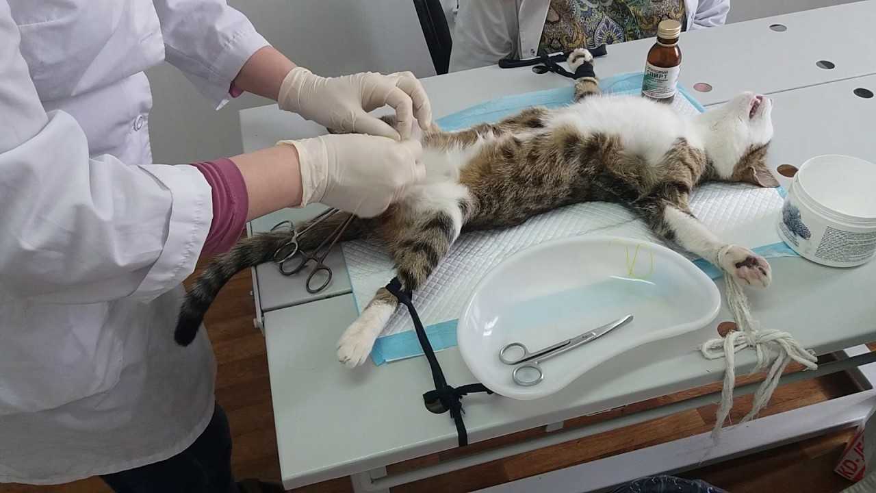 Кастрация кота – подробно о процедуре и последствиях