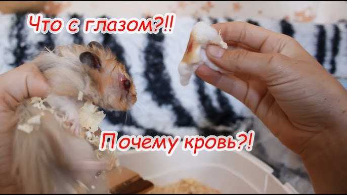 Заболевания глаз у хомяков — конъюктивит, глаукома и другие