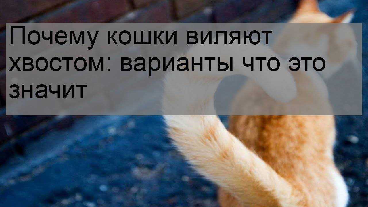 Как понимать кошек: что хочет кошка по движениям хвоста, тела