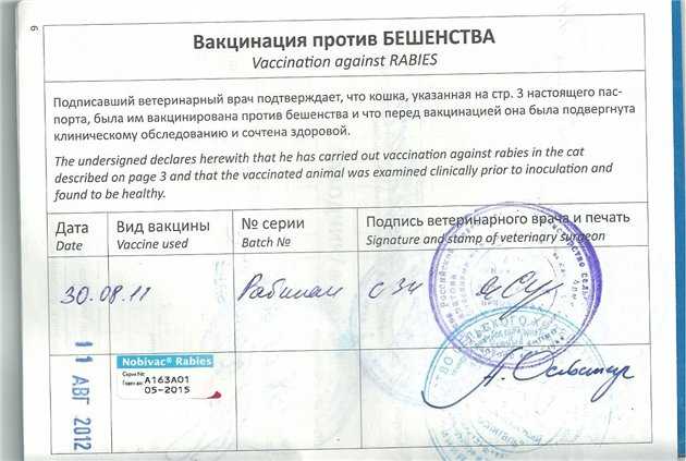 Укол от бешенства кошке: за и против, рейтинг вакцин, правила