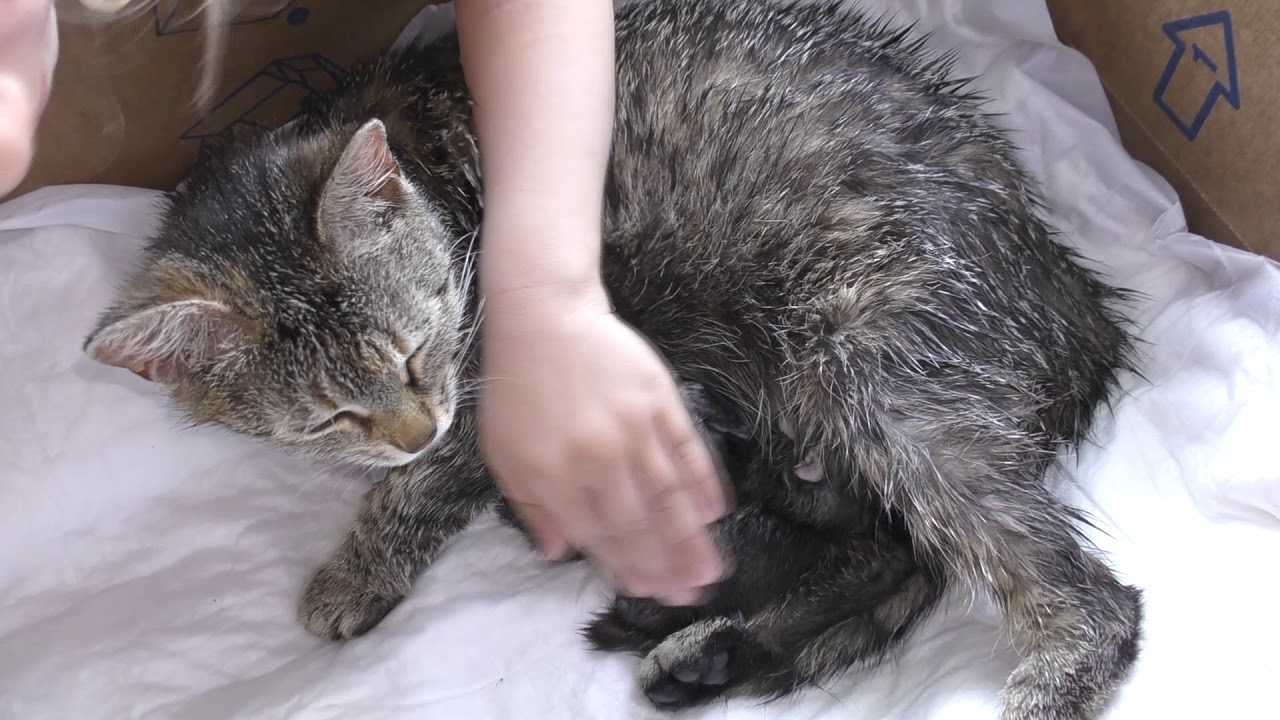Кошка не может разродиться: что делать, причины