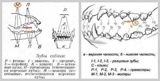 ᐉ смена зубов у щенков - ➡ motildazoo.ru