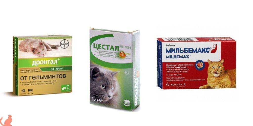 Как проглистогонить кошку в домашних условиях: как правильно, можно ли препараты котятам