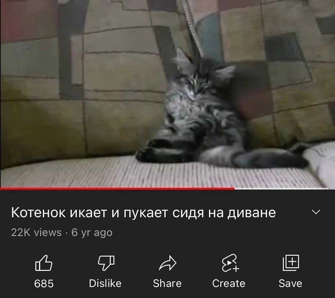 Кот икает: почему это происходит и как избавиться от икоты