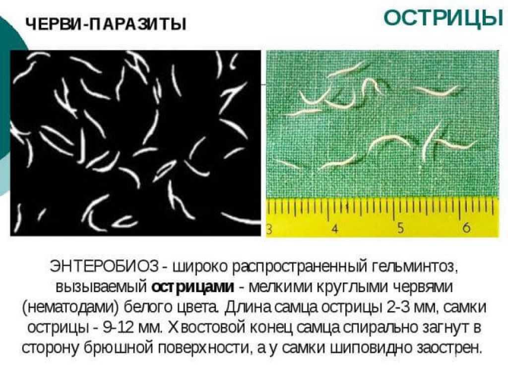 Виды глистов у собак: ленточные, круглые, белые, плоские. симптомы и лечение глистов у собак.