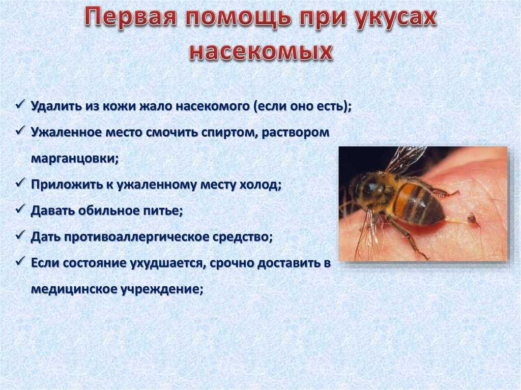 Кошку укусила пчела или оса. что делать?