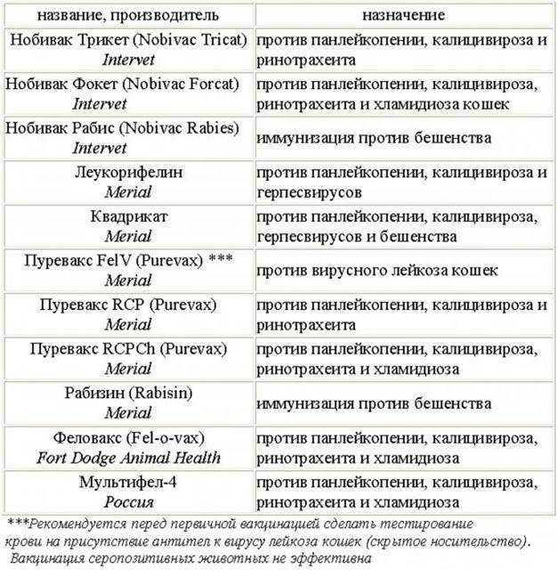 Памятка владельцам кошек: какие прививки делают котятам и в каком возрасте