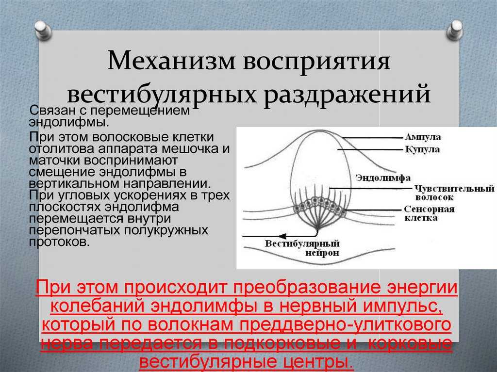 Вестибулярный синдром у кошек: причина, диагностика и лечение