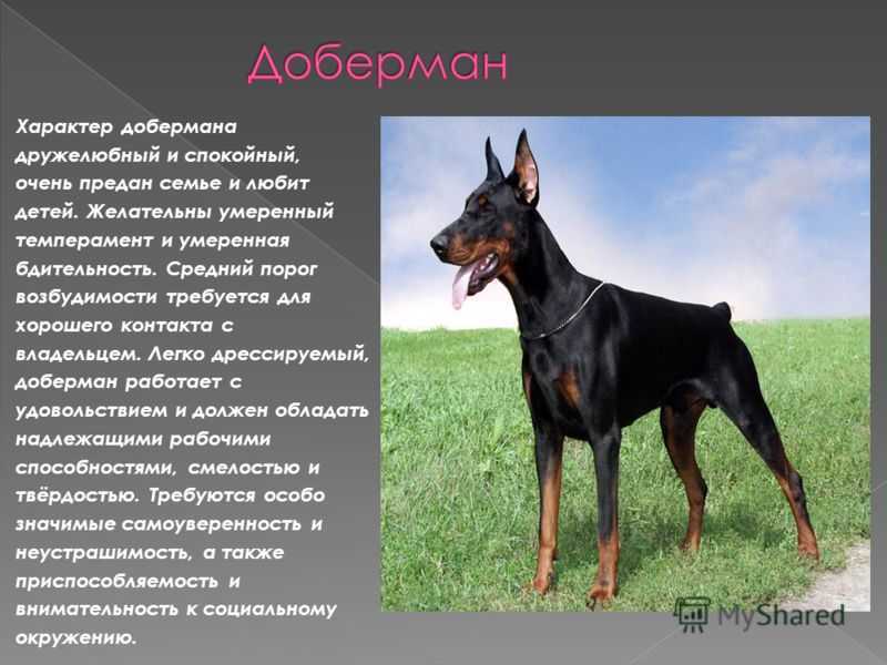 Доберман пинчер — описание породы, содержание собаки, воспитание