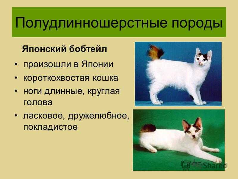 Японский бобтейл: описание породы, характер кошки, советы по содержанию и уходу, фото