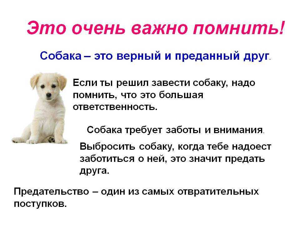 Когда собака становится взрослой?