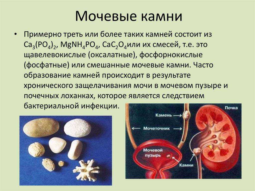 Инфекции мочеполовой системы у собак