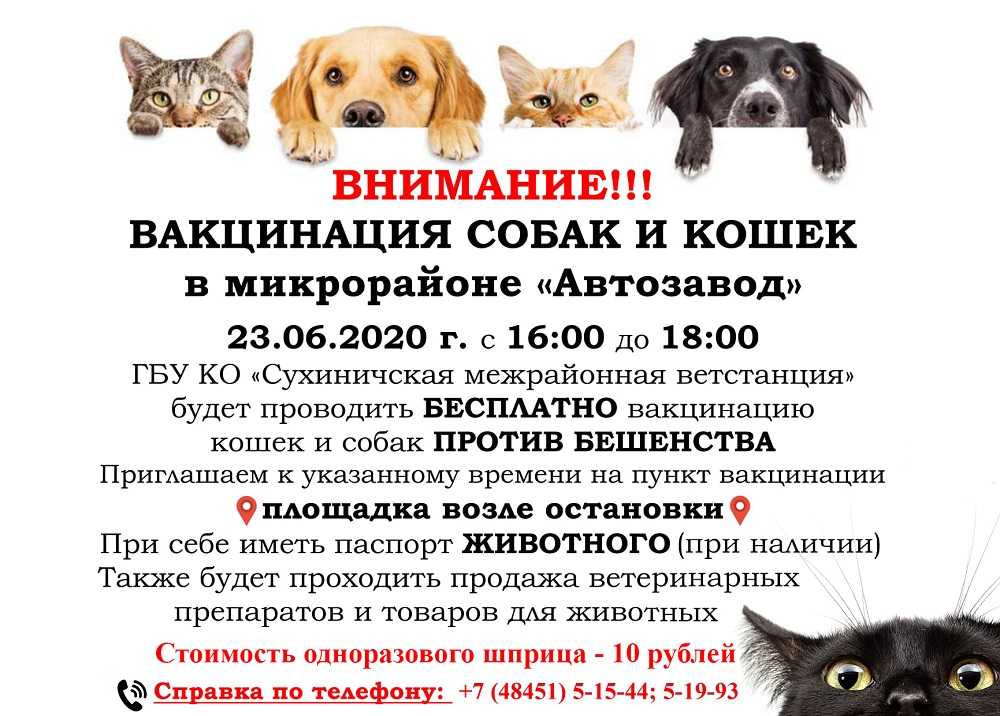 Нужен ли карантин собаке после прививки от бешенства, сколько он длится, показания к вакцинации и ее возможные последствия