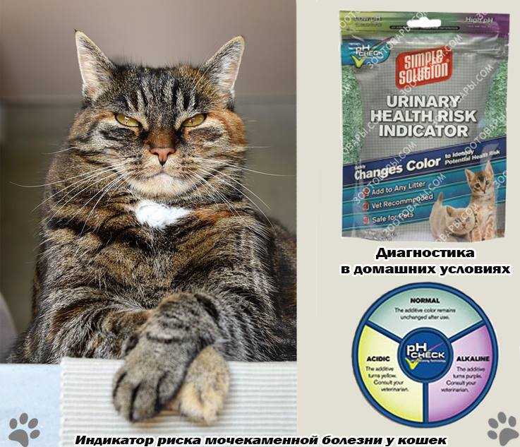 Мочекаменная болезнь у кошек