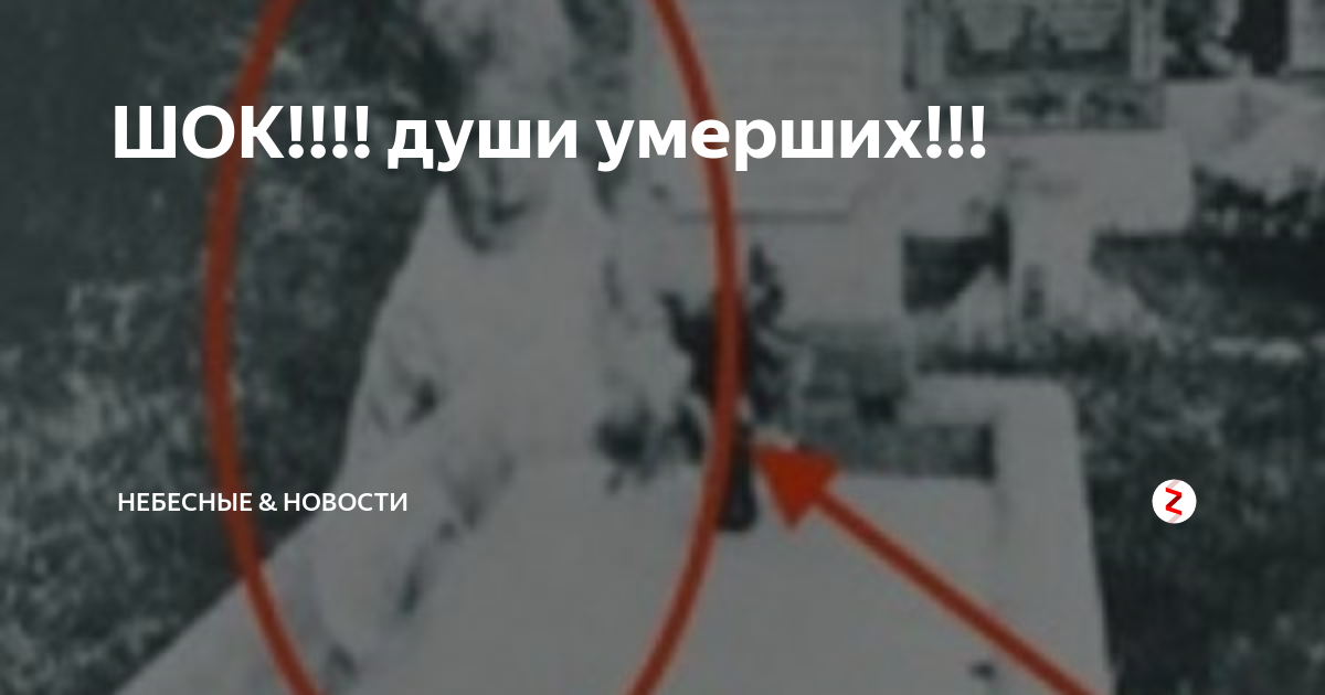 Куда попадает душа кошки после смерти и что с ней происходит на самом деле