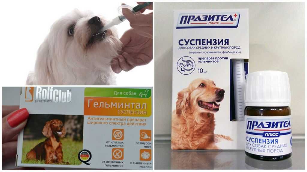 Народные средства от глистов у собак: как вывести паразитов домашними методами и что дать щенку для профилактики? все за и против самостоятельного лечения