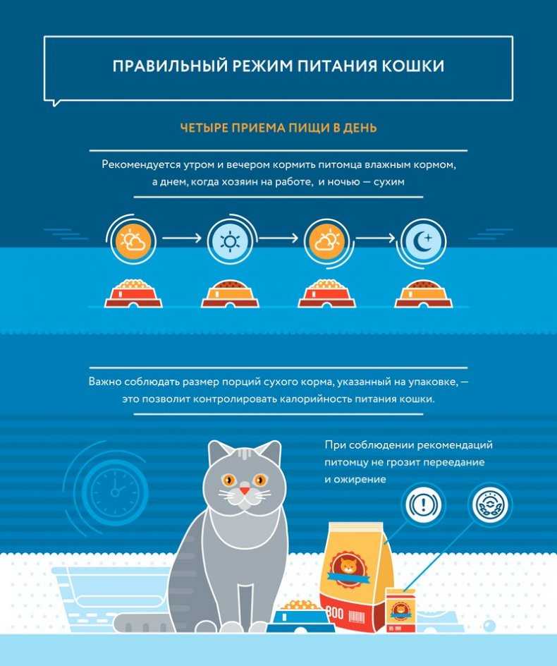 Как правильно кормить кошку: советы, сколько раз в день кормить сухим, влажным и натуральным кормом