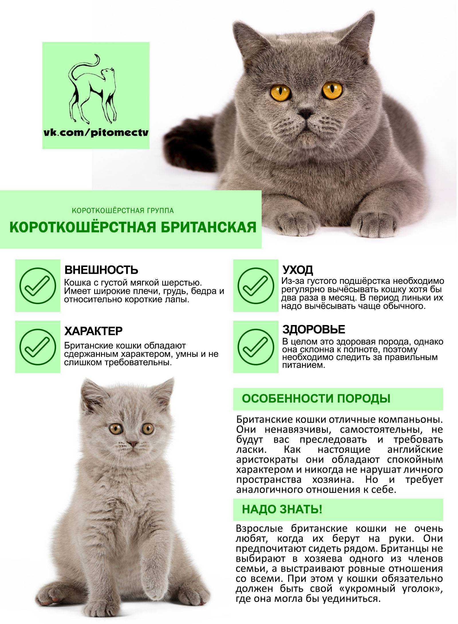 Питание и фото британского котенка в 3 месяца