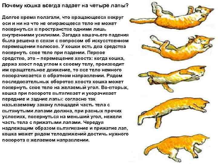 ᐉ у кота отказывают задние лапы что делать: паралич у кошек - zoomanji.ru