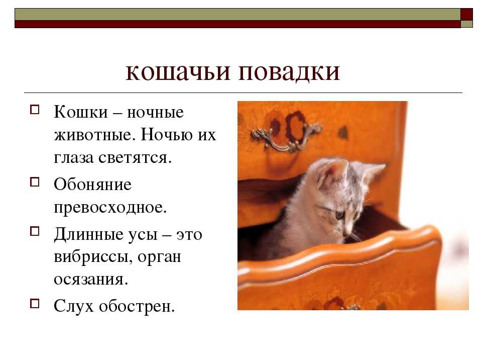 Почему кот издает странные звуки