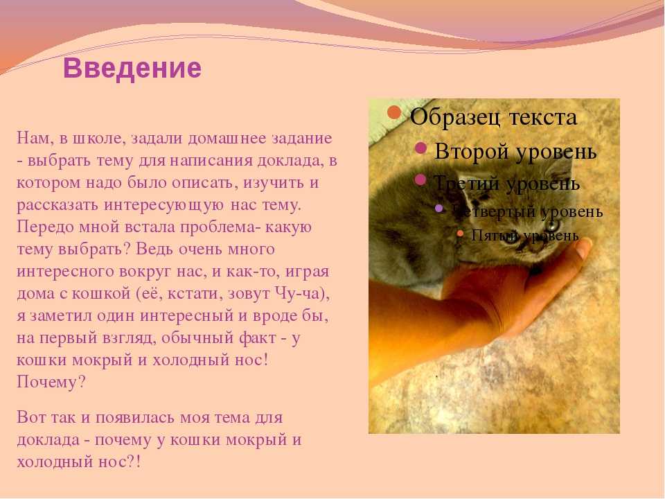 Почему сухой нос у кошки, котенка: причины, что делать - zoosecrets
