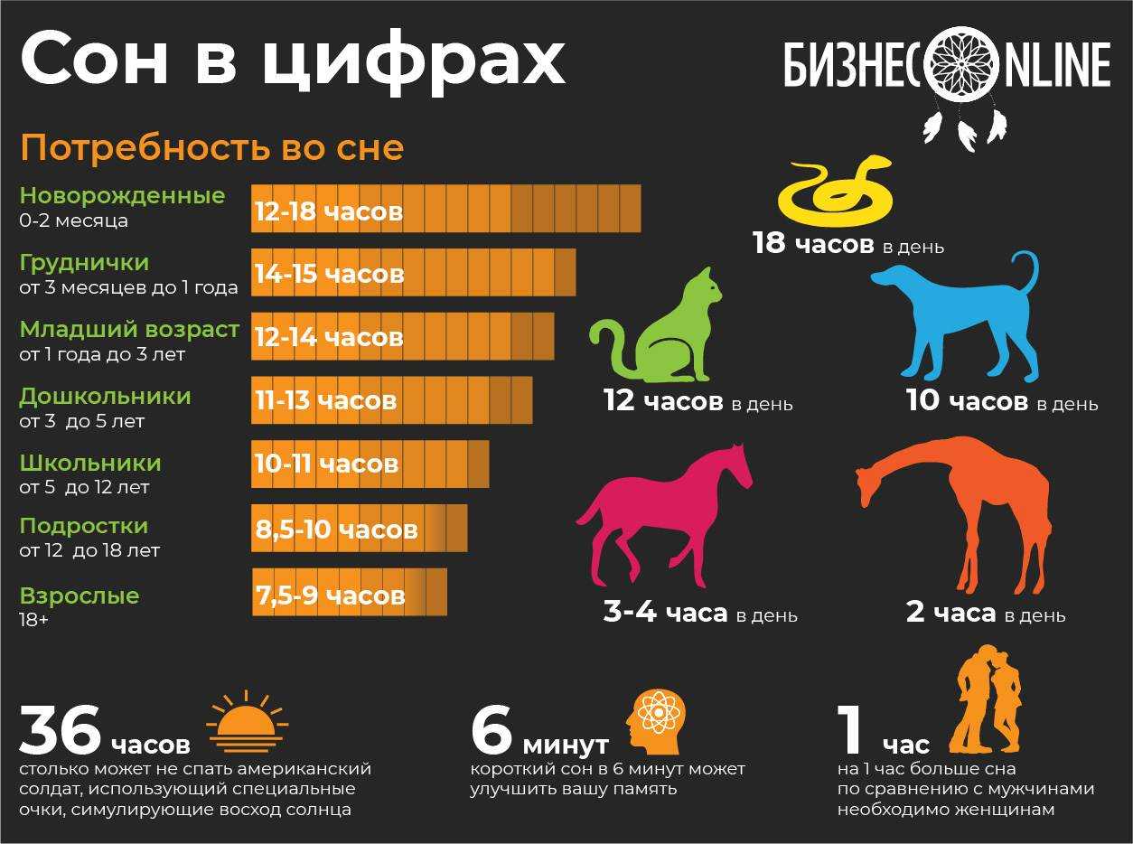 Сколько спят собаки в сутки: стадии сна, возраст и режим дня питомца