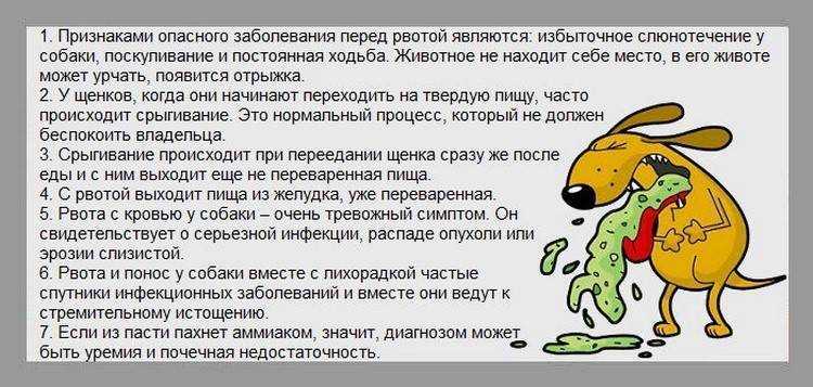 Плохая собака после глистов? объяснение профессионального кинолога! | читатель домашних животных