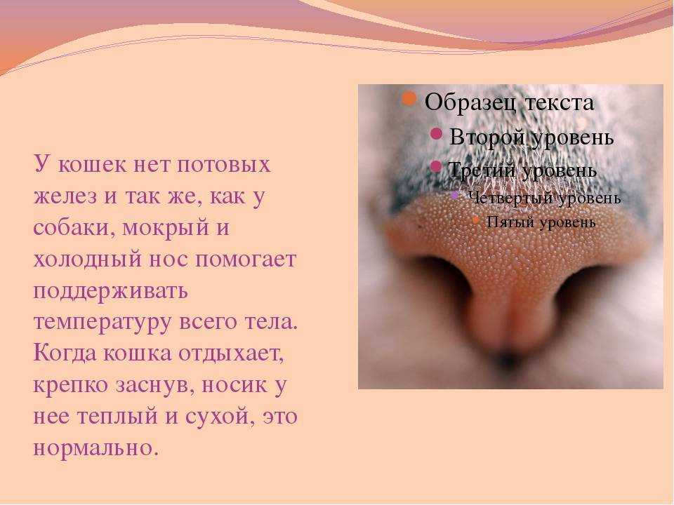 У кошки сухой нос: стоит ли беспокоиться?
