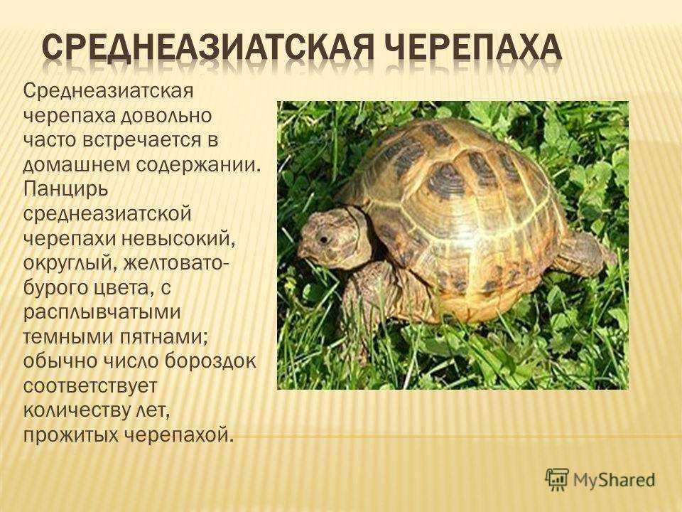 Красноухая черепаха. содержание, уход и кормление. советы