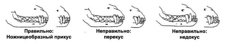 ᐉ прикус зубов правильный и неправильный у собак – недокус у щенка фото - zoomanji.ru