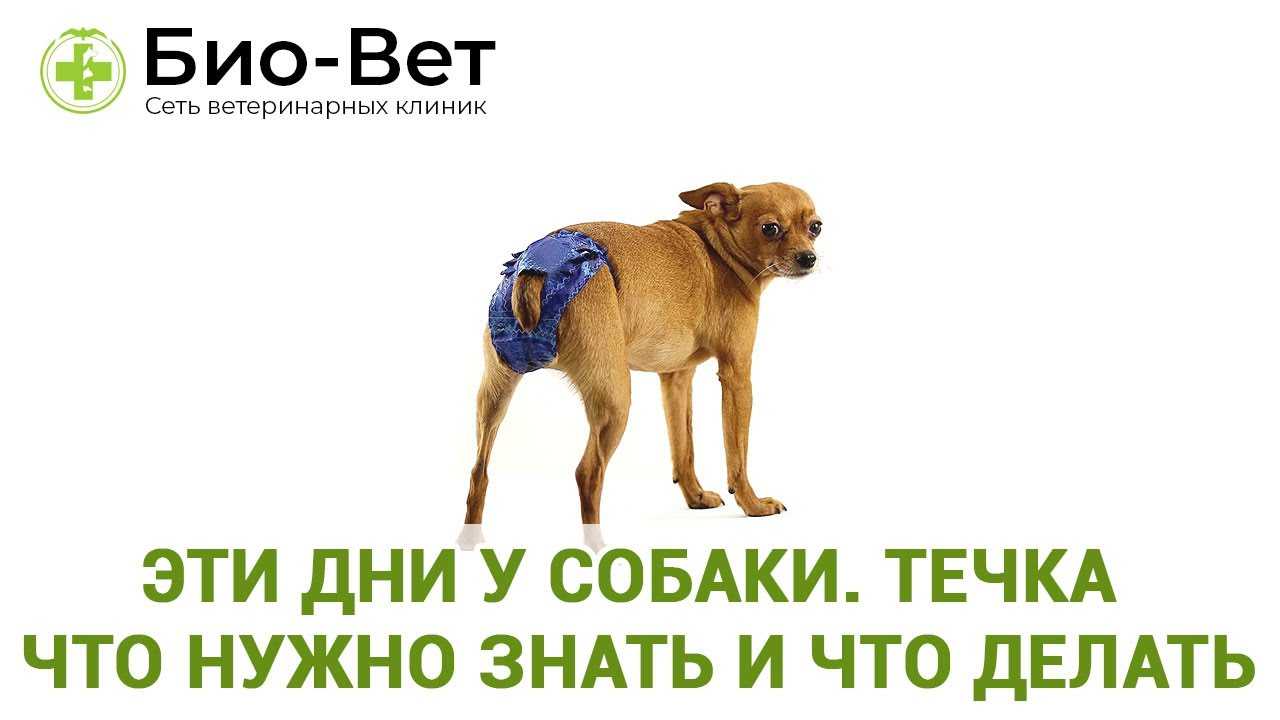 Как успокоить собаку во время течки: как меняется поведение собаки, аптечные успокаивающие и гормональные препараты