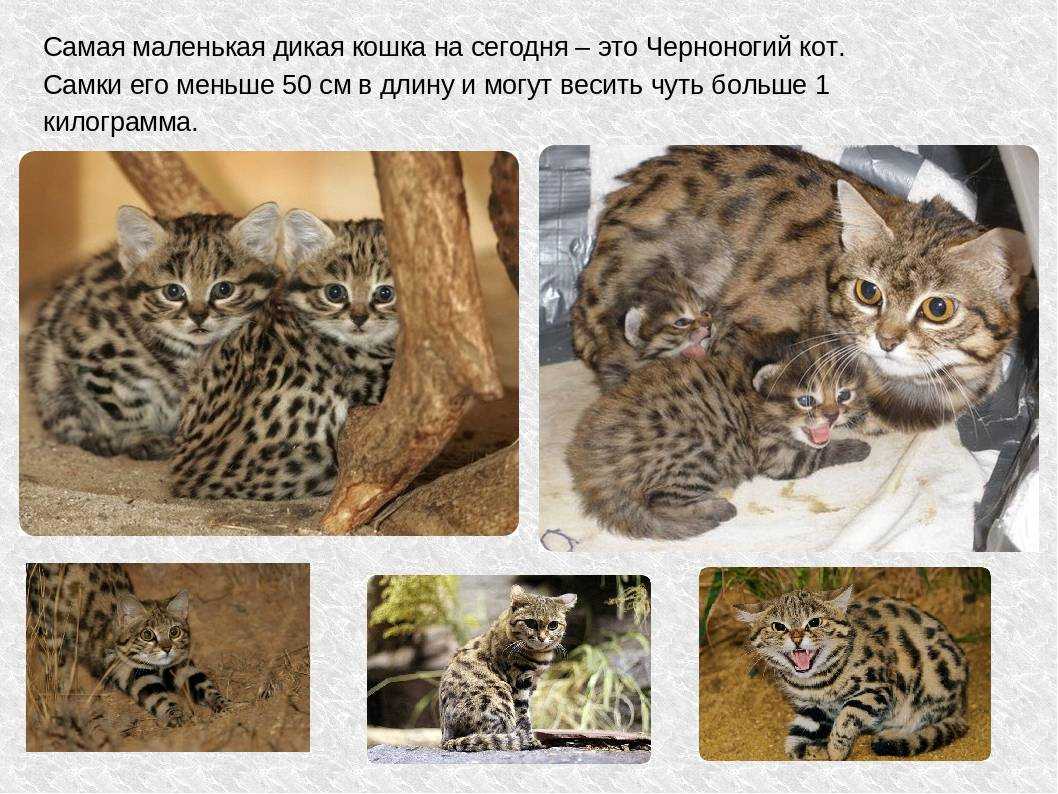 Черноногая африканская кошка: опасность жизни в естественной среде и нюансы вольерного содержания