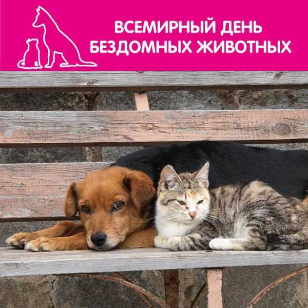 Зачем кошки несут мышей домой: причины, опасность и как реагировать