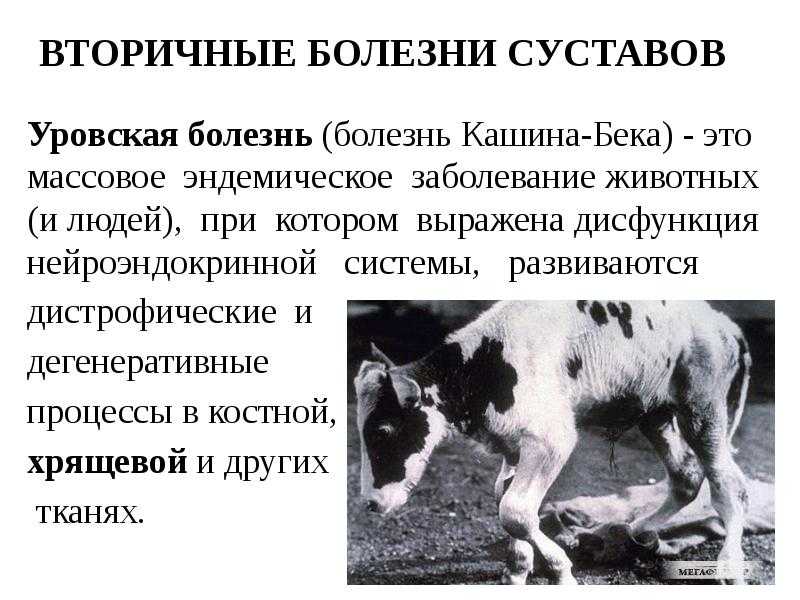 Дисплазия суставов у кошек: причины патологии и методы лечения