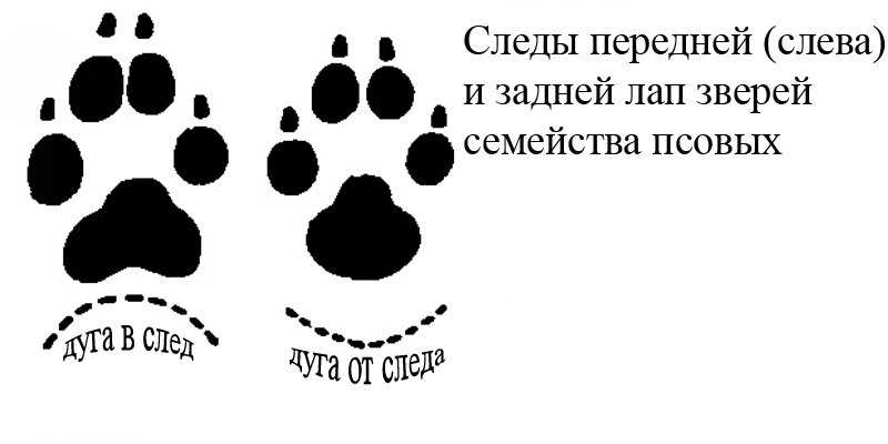 Как отличить волка от собаки