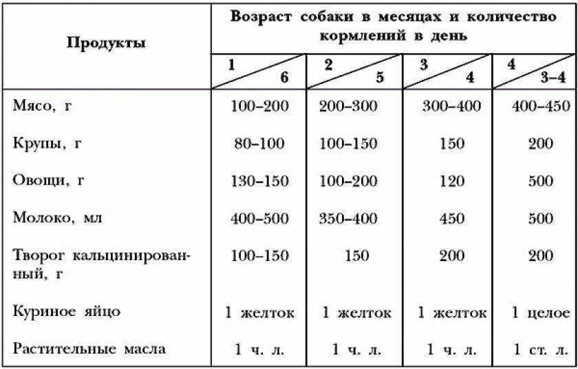 Почему у собак могут набухать молочные железы после первой течки и что делать