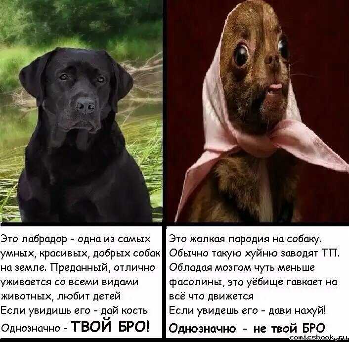Клещевой энцефалит у кошек. говорим о симптомах и лечении