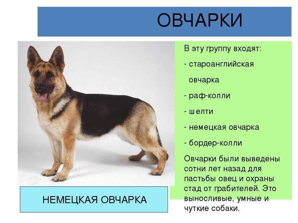 Рацион питания щенка немецкой овчарки
