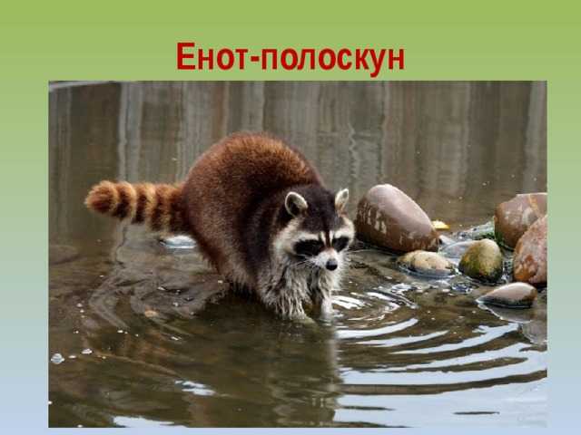 Енот-полоскун. почему полоскун?