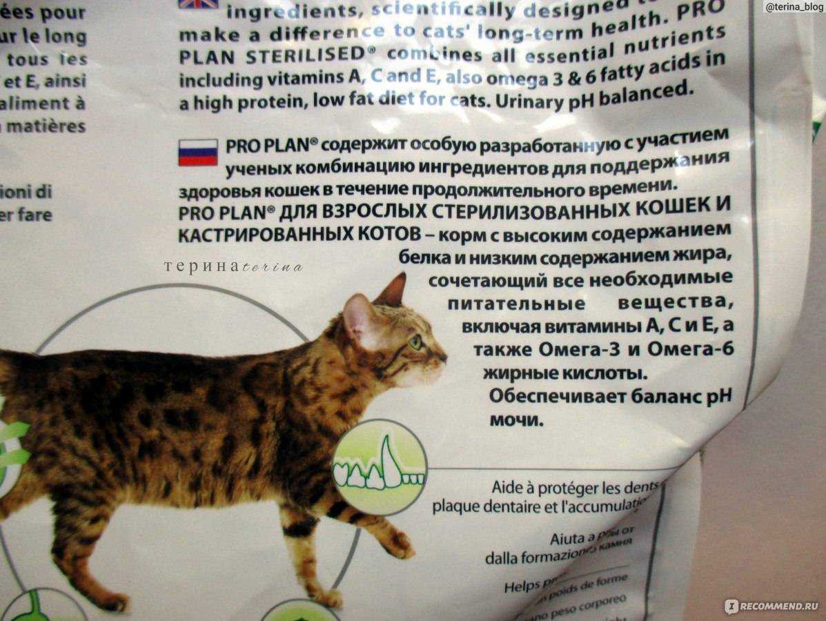Чем кормить кастрированного кота: список разрешенных и запрещенных продуктов | звери дома