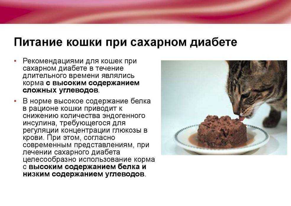 Почему кошка ест землю: возможные причины, рекомендации по уходу