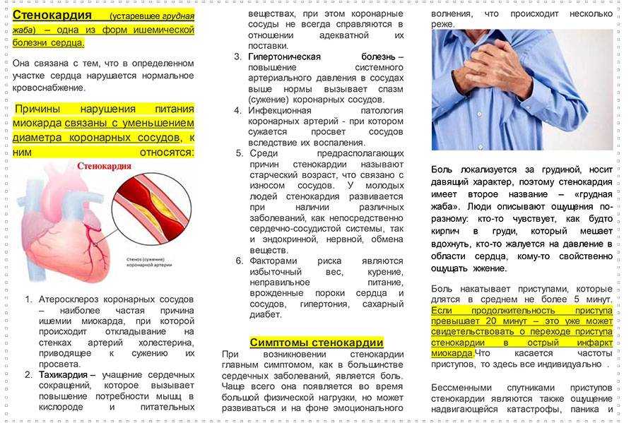 Сердце и сердечнососудистая система кошек.