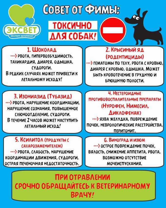 Чем догхантеры травят собак: применяемые яды и препараты, признаки отравления, первая помощь, инструкция по промыванию желудка