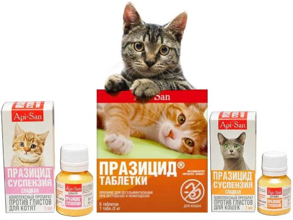 Препарат страйд плюс: помощь при заболеваниях опорно-двигательного аппарата у кошек