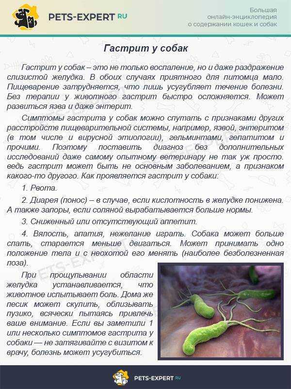 Кормление собак при гастрите: натуральные продукты при гепатите, сухие корма, советы ветеринаров