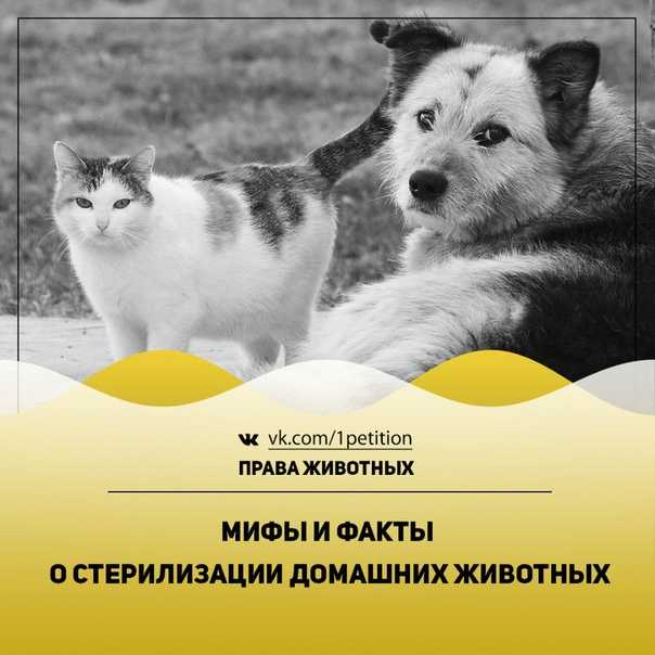 Cколько по времени длится стерилизация кошки?